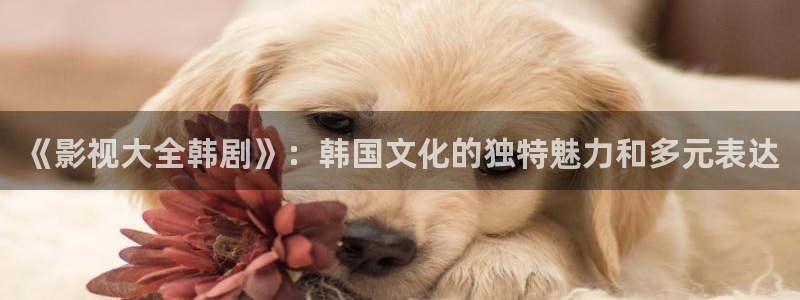 欧美成人aaaaaaaaaa电影：《影视大全韩剧》：韩国文化的独特魅力和多元表达